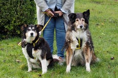 Elderly dogs find forever home after being turned down because of their age