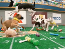 Puppy Bowl XIX: How do you adopt the puppies from Team Ruff and Team Fluff?