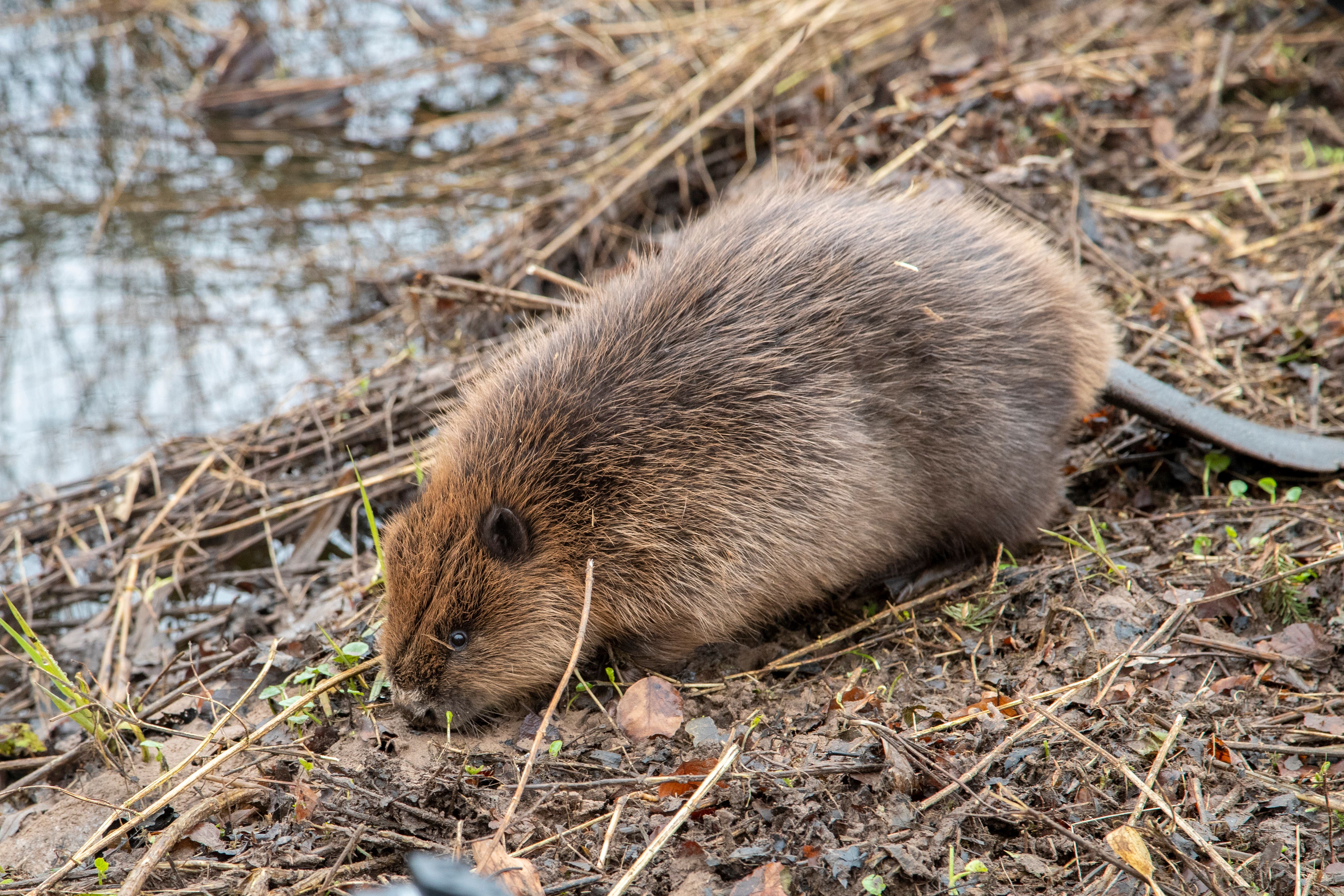 Beaver family moved to Loch Lomond in biodiversity drive