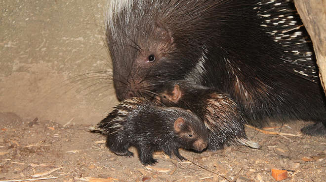 Baby porcupines are the latest attraction at London Zoo