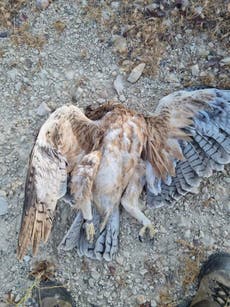 Poisoner who killed eagles fined in poaching clampdown