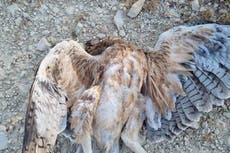 Poisoner who killed eagles fined in poaching clampdown