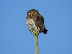 Angry tweet: Songbirds mob predators by striking when time is right