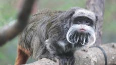 Two monkeys ‘taken’ from Dallas Zoo in fourth suspicious case this year