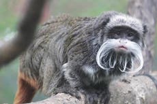 Two monkeys ‘taken’ from Dallas Zoo in fourth suspicious case this year