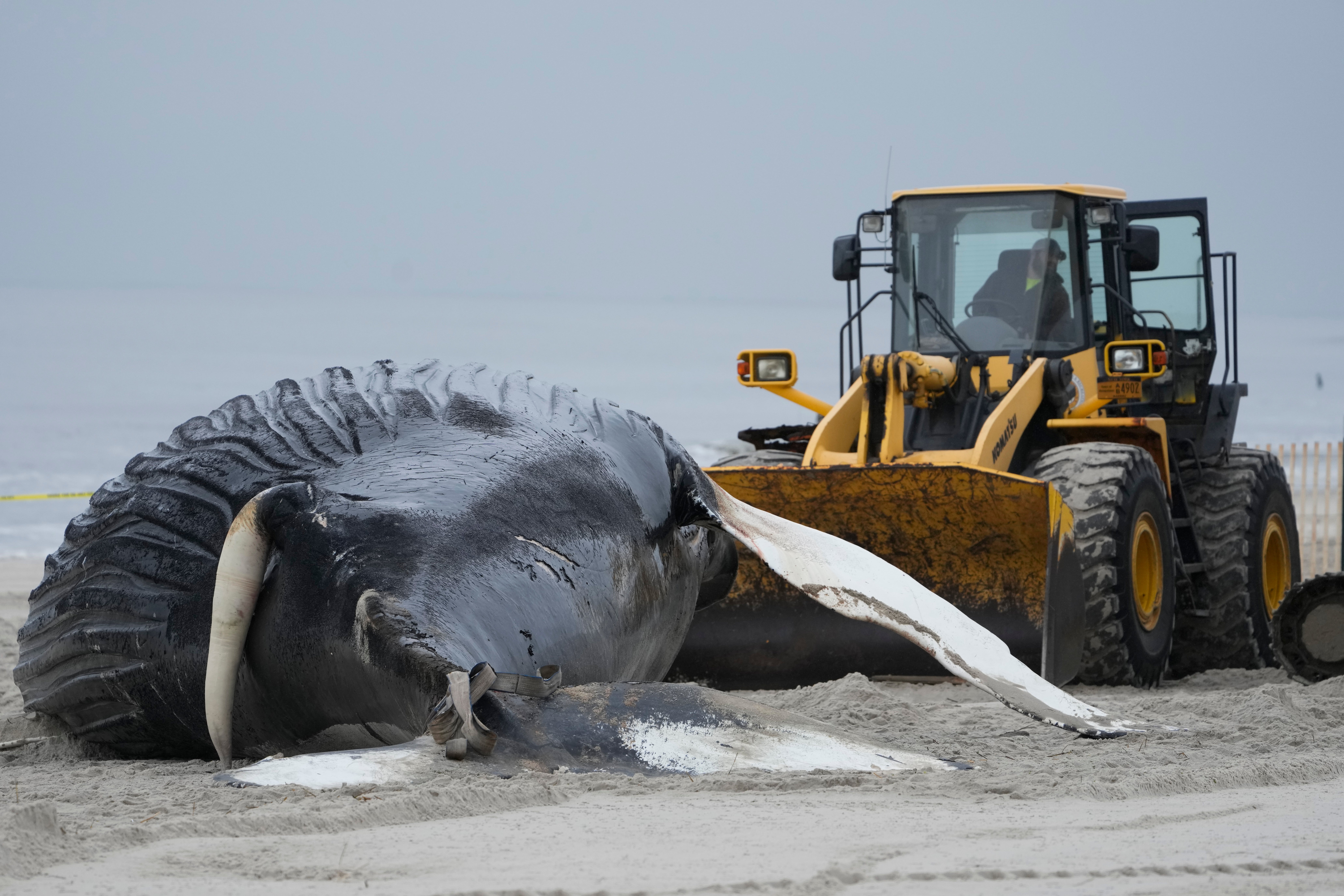 Beached Whale