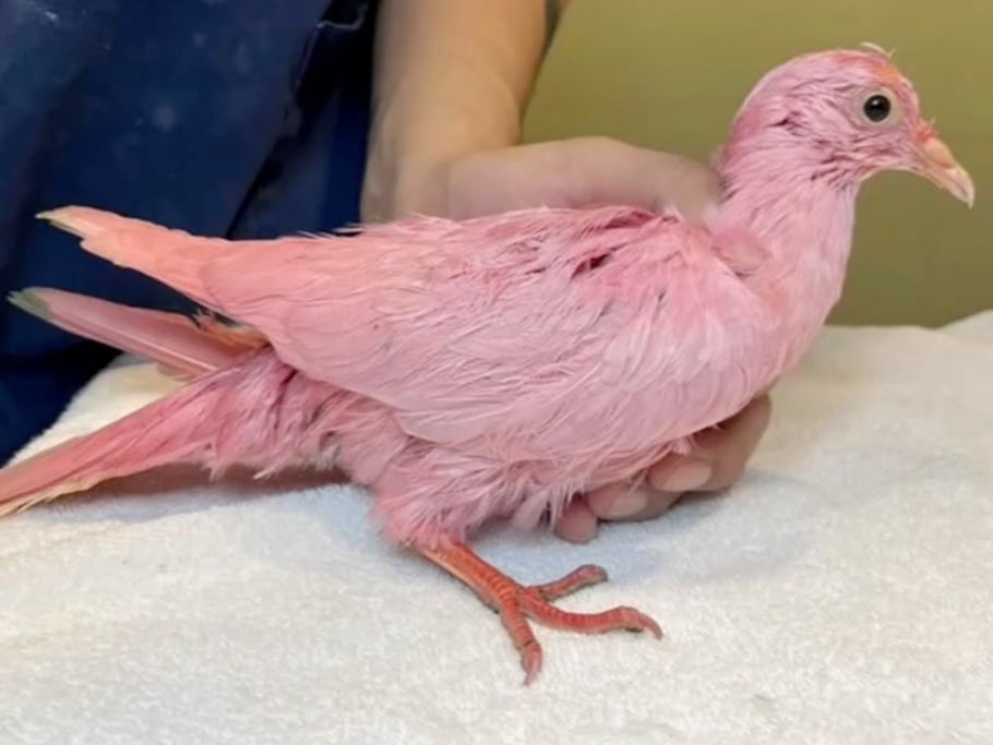 A pigeon was dyed pink and released, said the RSPCA as it warned against the gender reveal social media trend