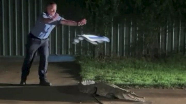 Crocodile lunges after officer tries to catch it with towel
