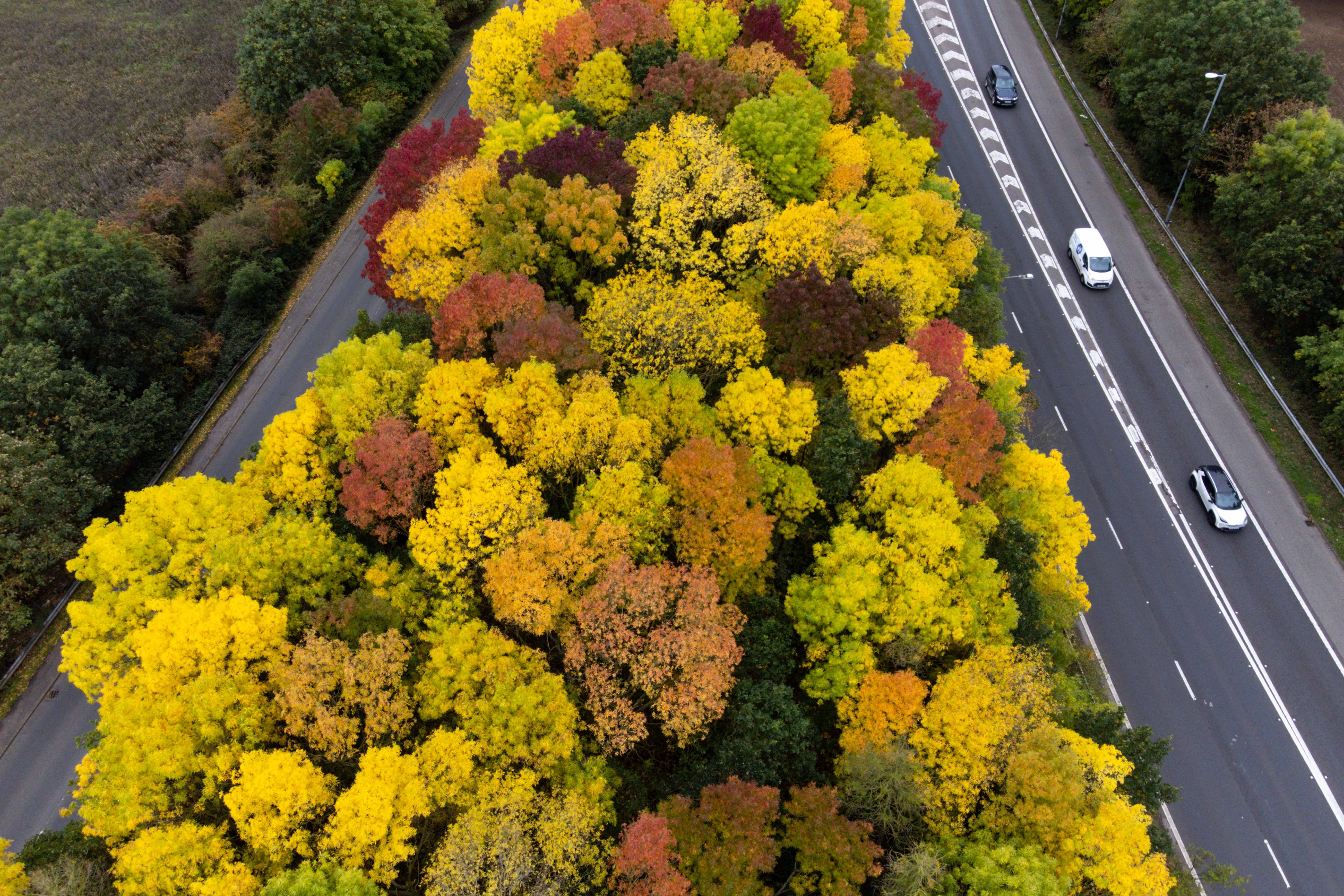 Planting trees could reduce deaths from higher summer temperatures in cities, a study says (Jacob King/PA)