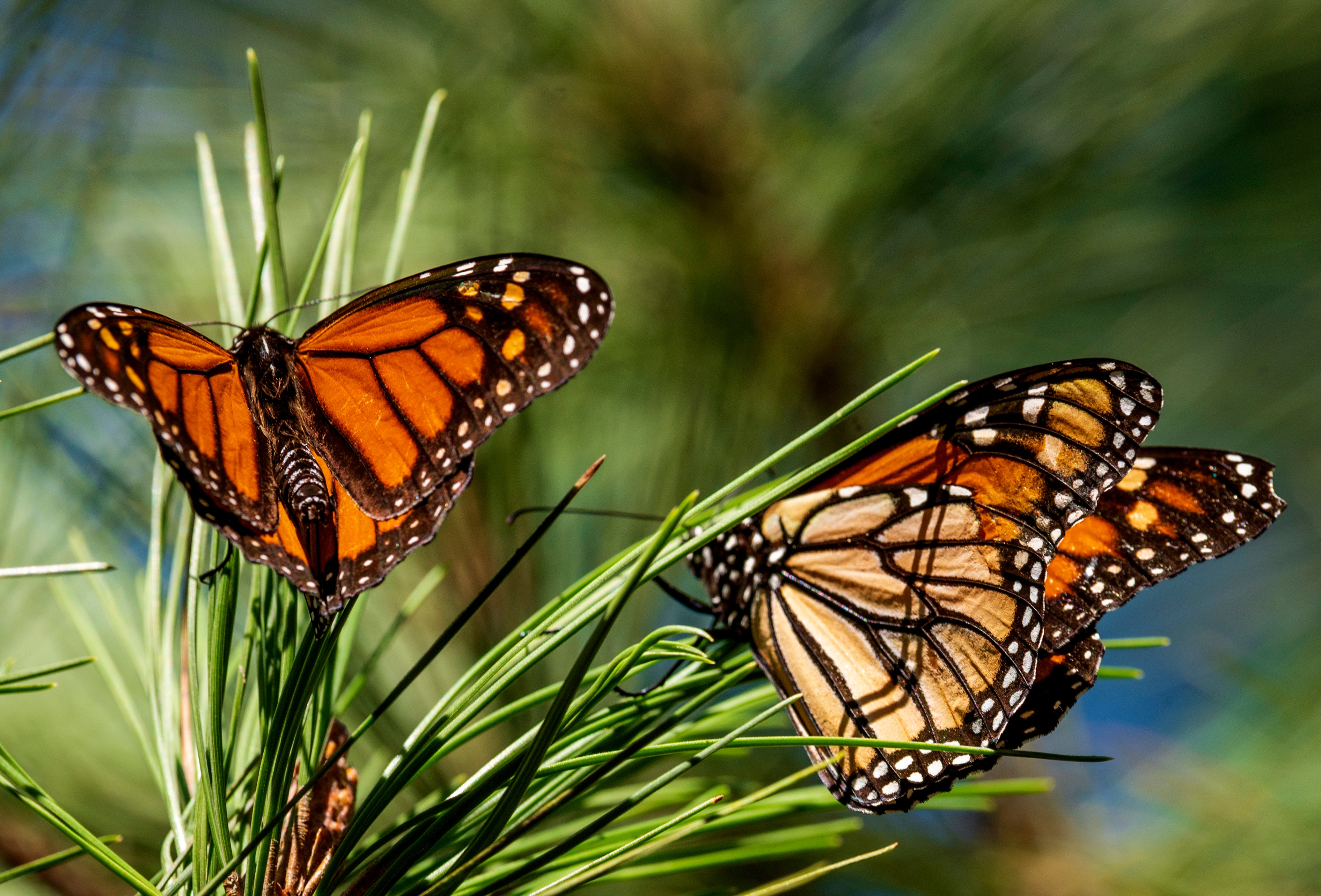 Monarch Butterflies-California
