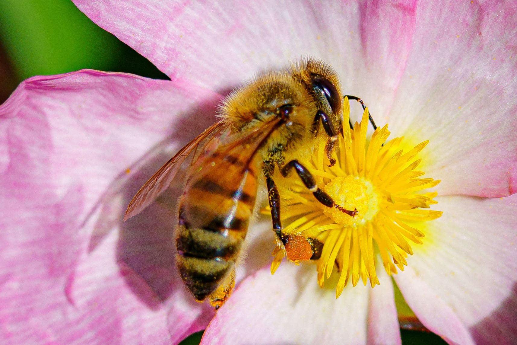 criticised Defra’s decision to renew farmers’ permission to use pesticides which contain neonicotinoids and can be dangerous to bees (Ben Birchall/PA)