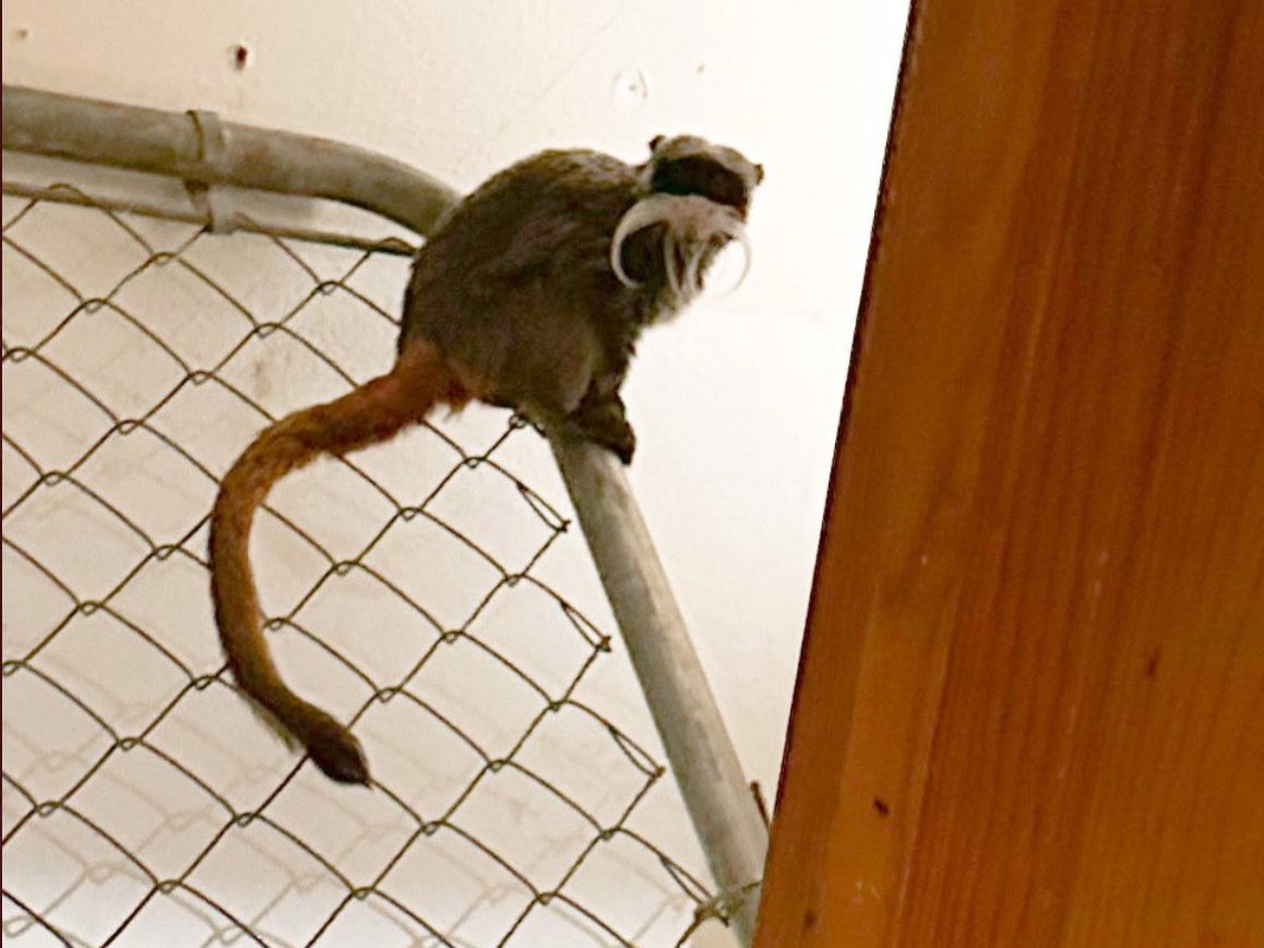 An emperor tamarin monkey that was stolen from the Dallas Zoo sits on a portion of a chain-link fence inside an abandoned house in Lancaster, Texas