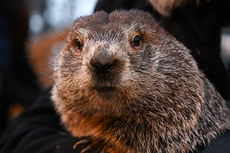 Groundhog Day: Punxsutawney Phil’s big winter prediction revealed