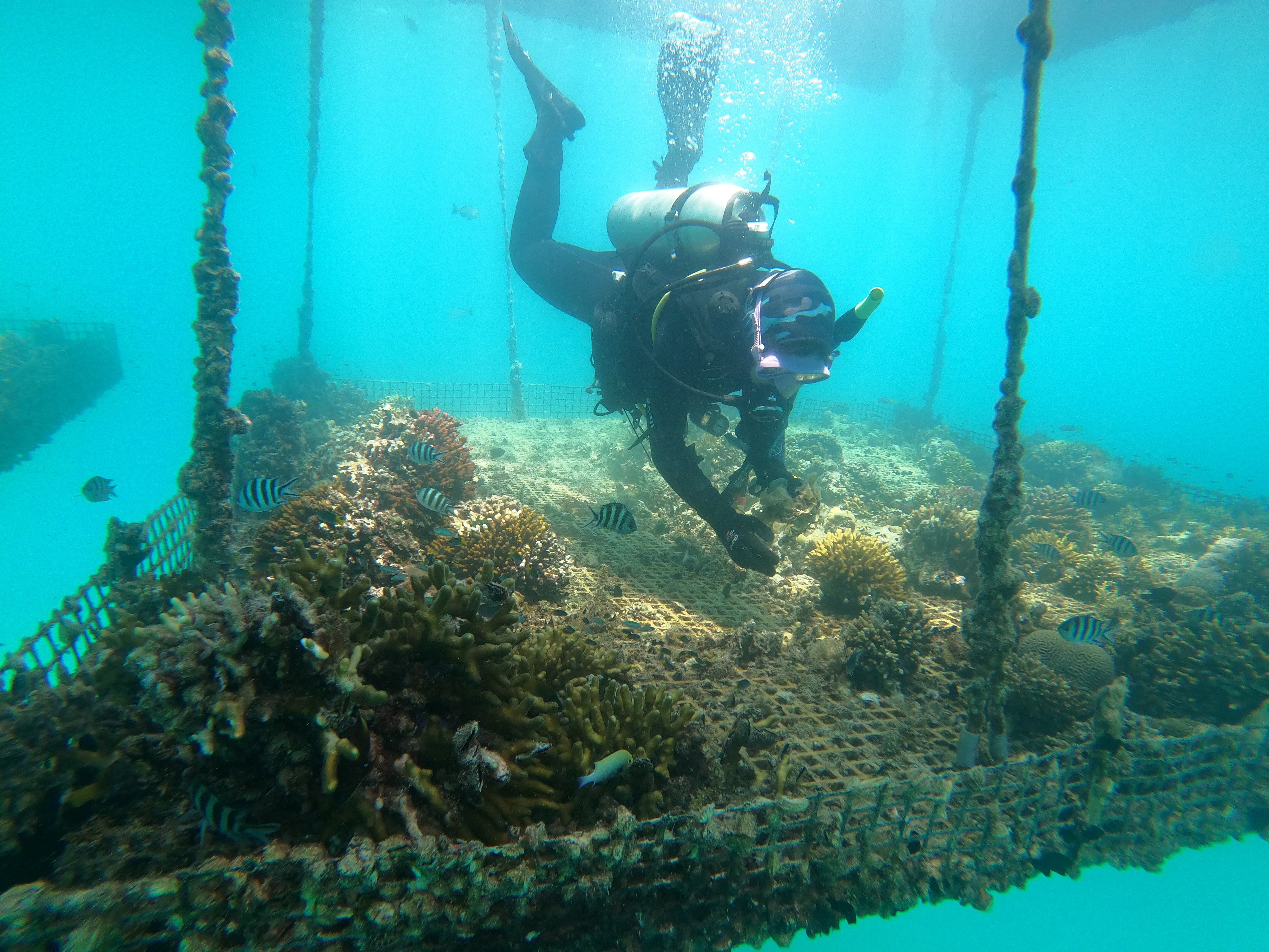 A marine biologist inspects coral in the underwater nurseries, teaming with ocean life