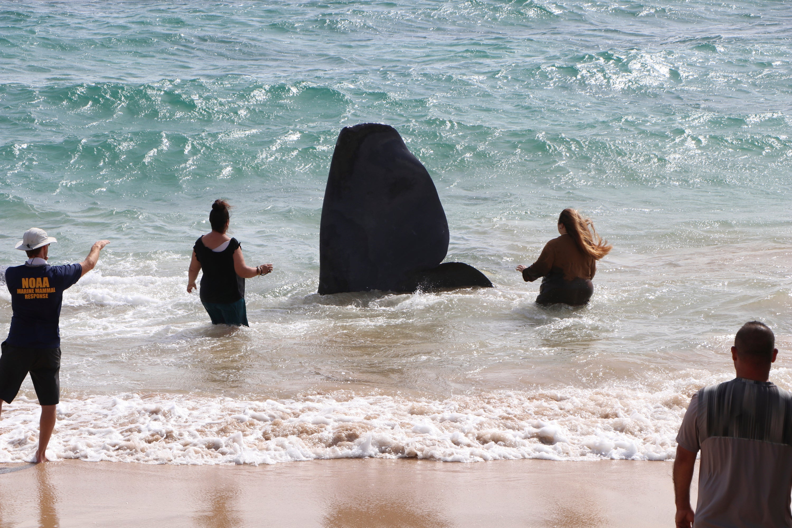 NOAA Marine Mammal Response approach a dead sperm whale at Lydgate Beach in Kauai County, Hawaii on Saturday