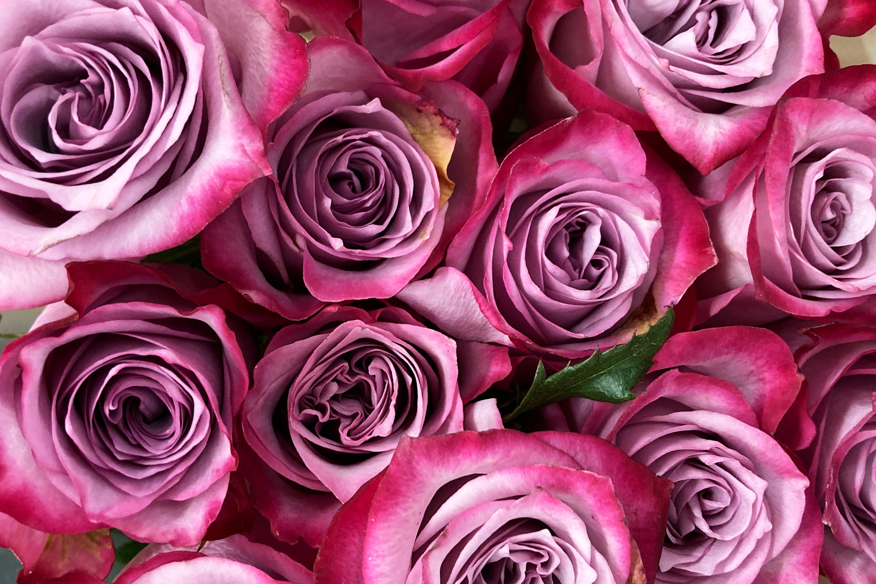 Roses on Valentine’s Day