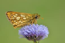 Four-fifths of UK butterfly species have declined since 1970s, report says