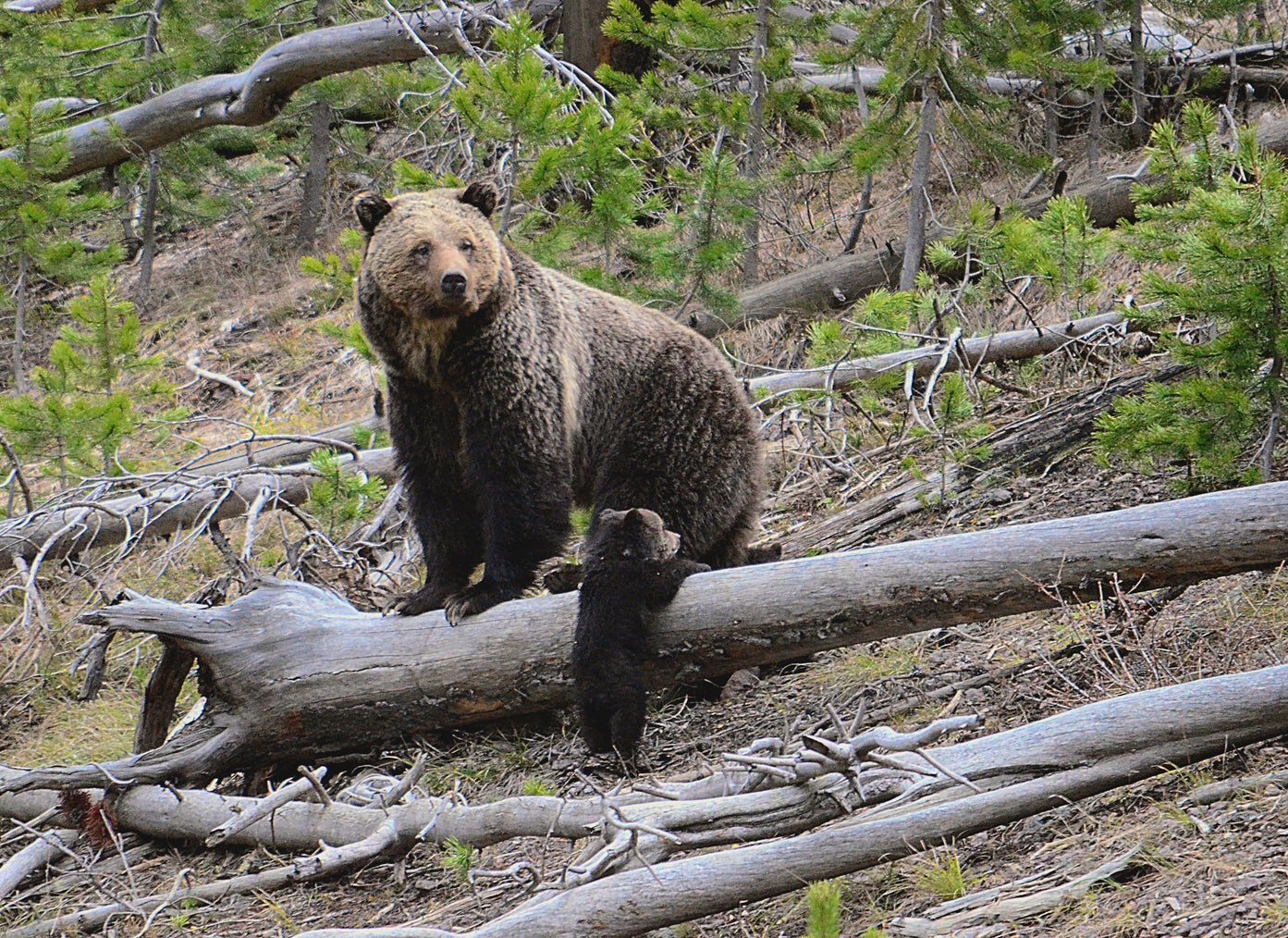 Hunting Grizzlies