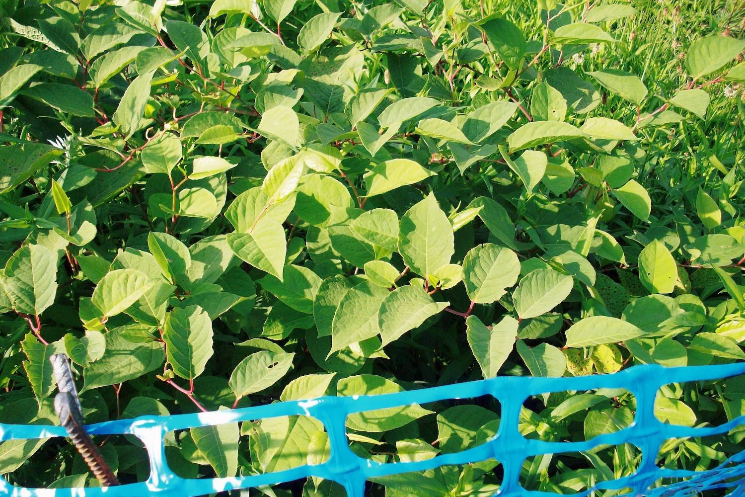 Japanese knotweed that had encroached from a neighbour’s land