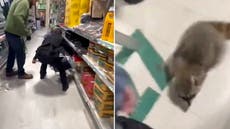 Loose raccoon leads police officers on chase through hardware shop