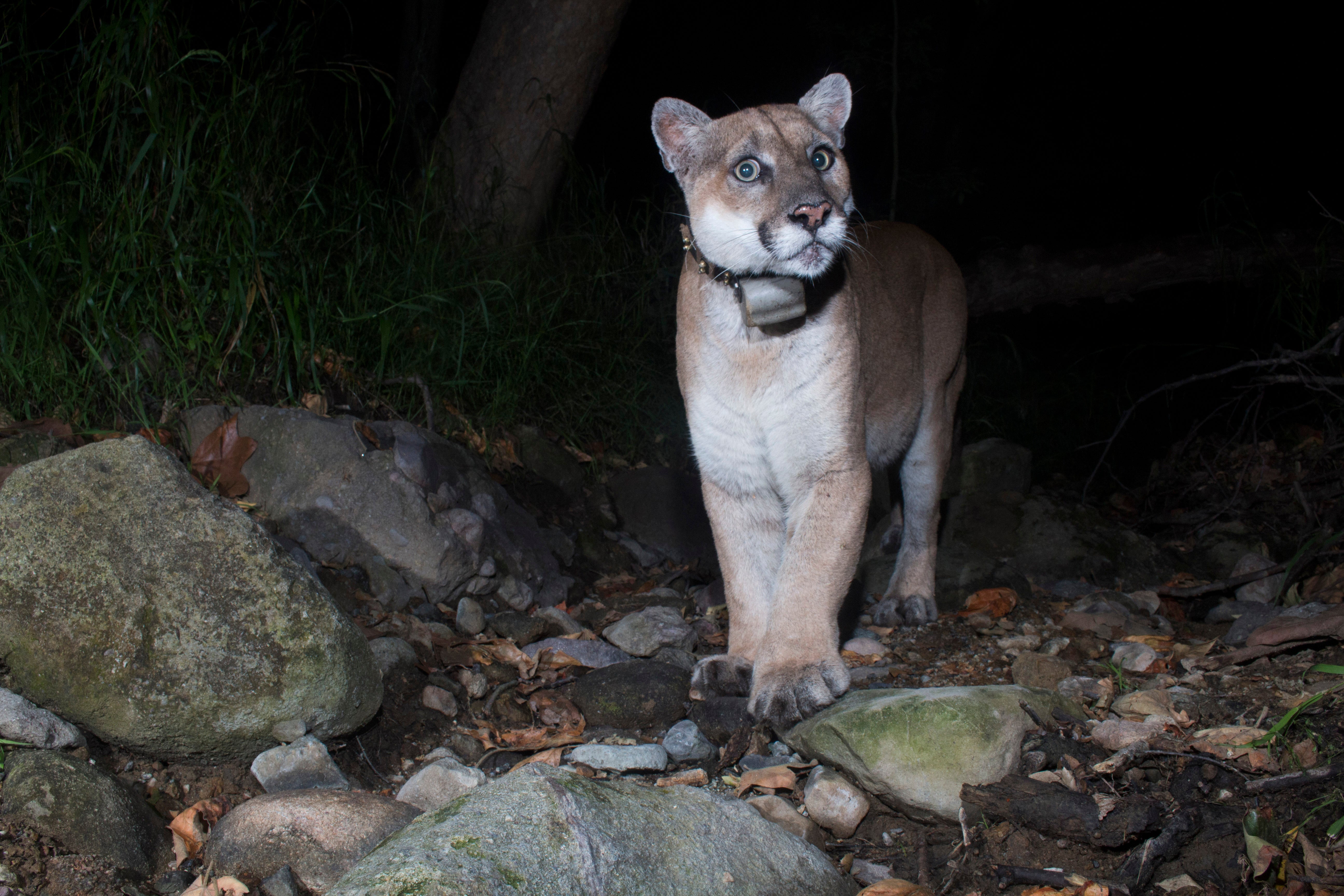 California Famed Mountain Lion