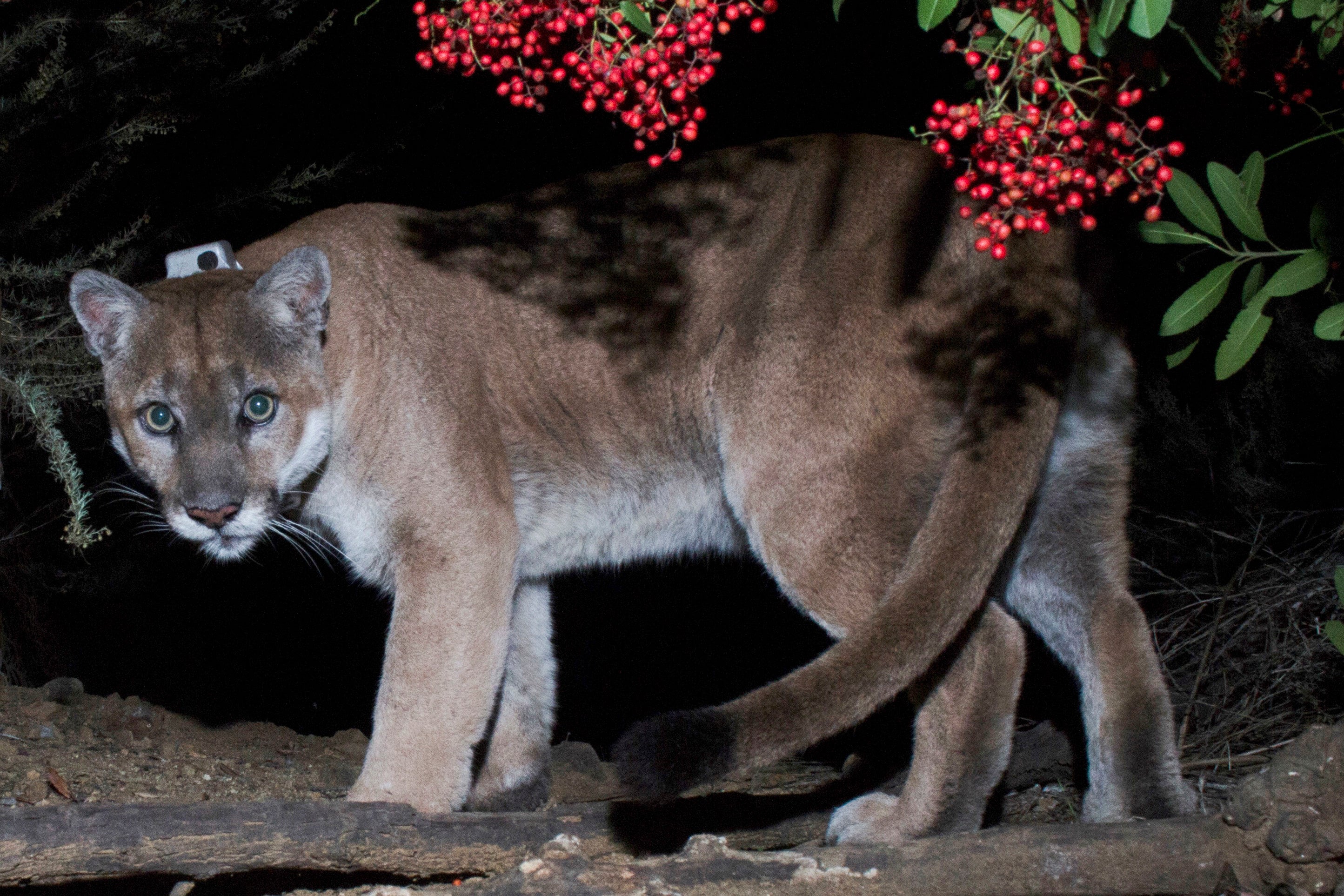 California Famed Mountain Lion