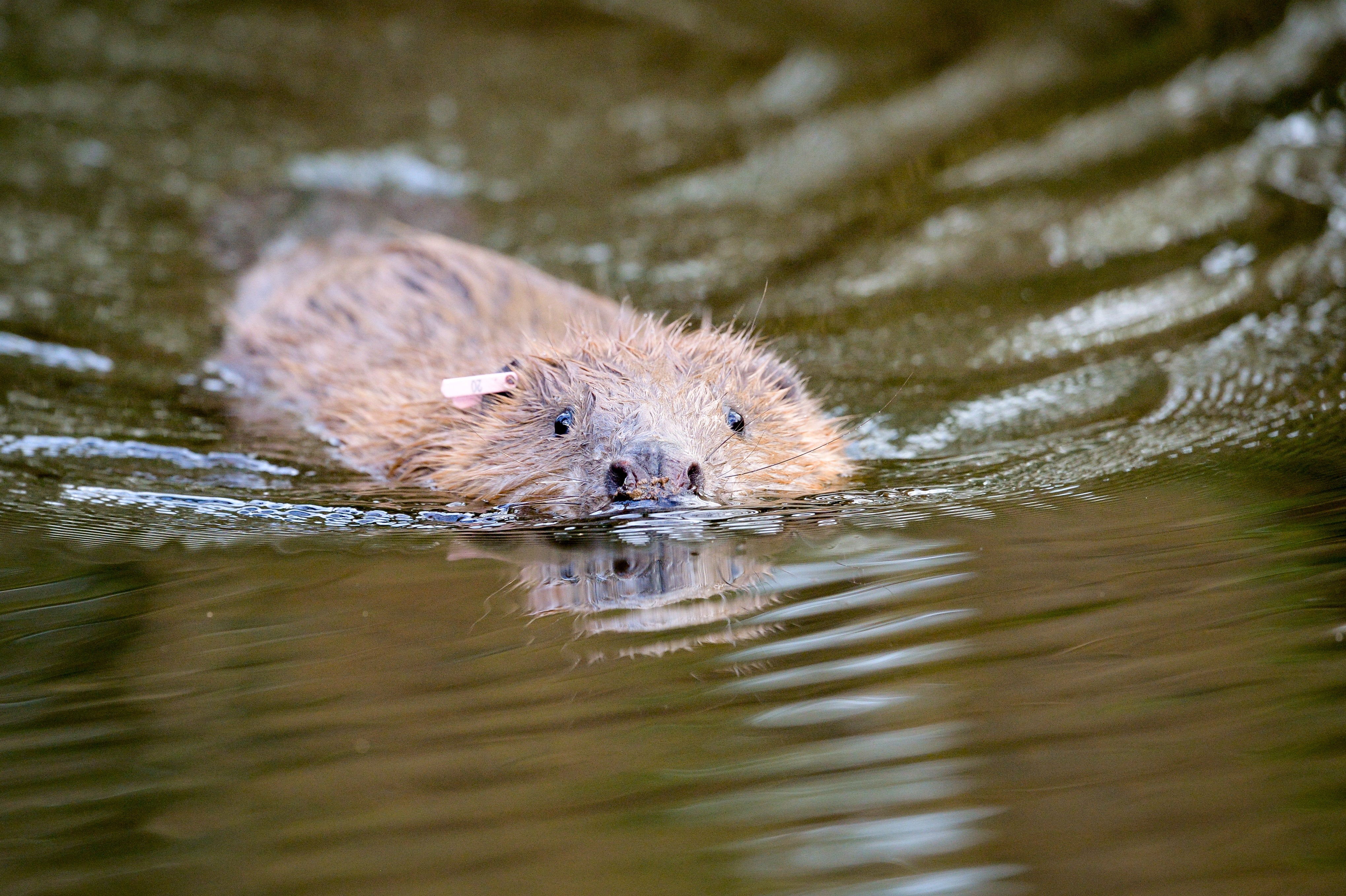 File image: The beavers will be released in Ealing in autumn