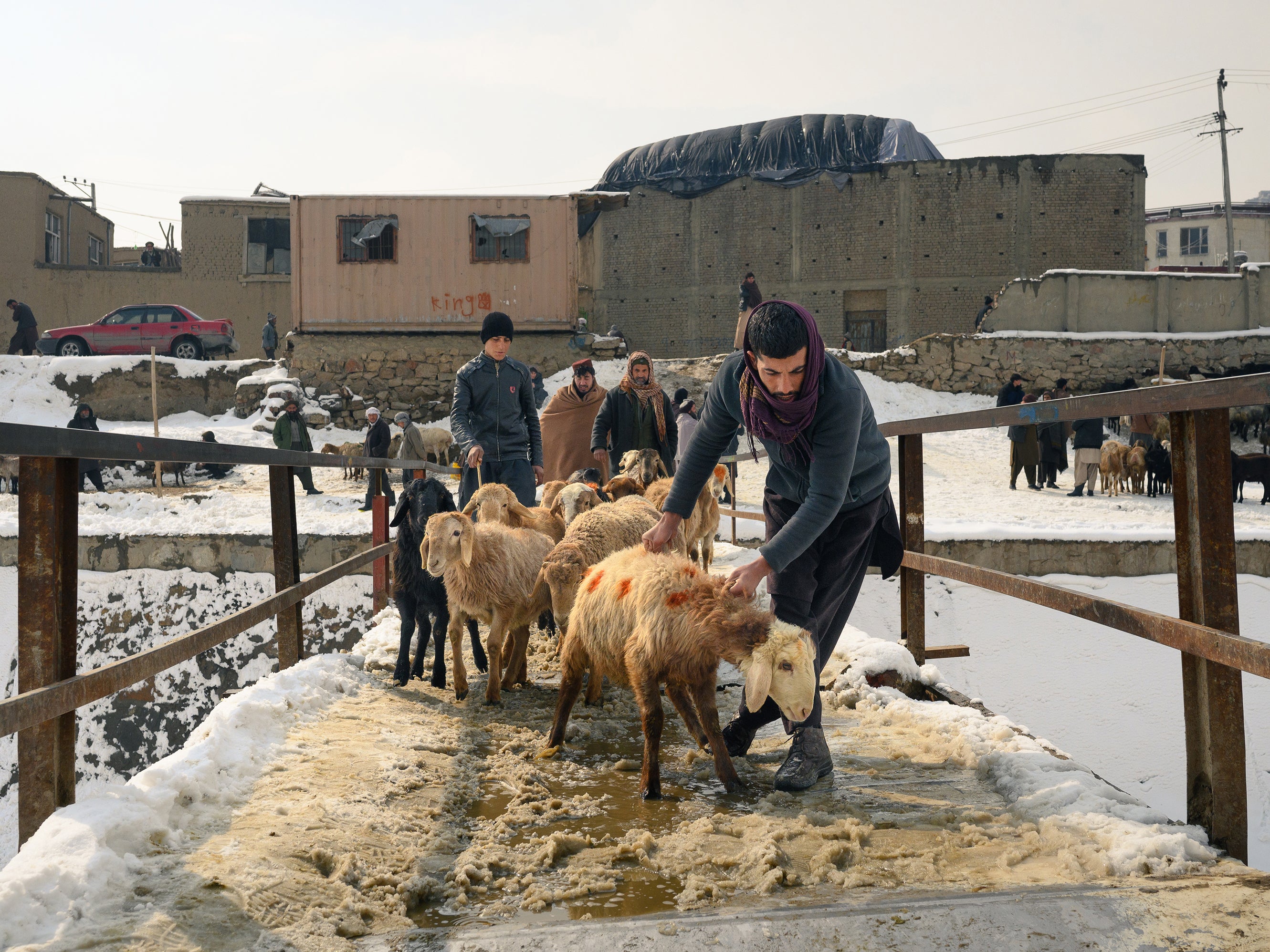 Men guide livestock across a bridge at a market on the outskirts of Kabul