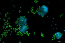 Molecule named after Keanu Reeves kills microbes ‘efficiently’, study says