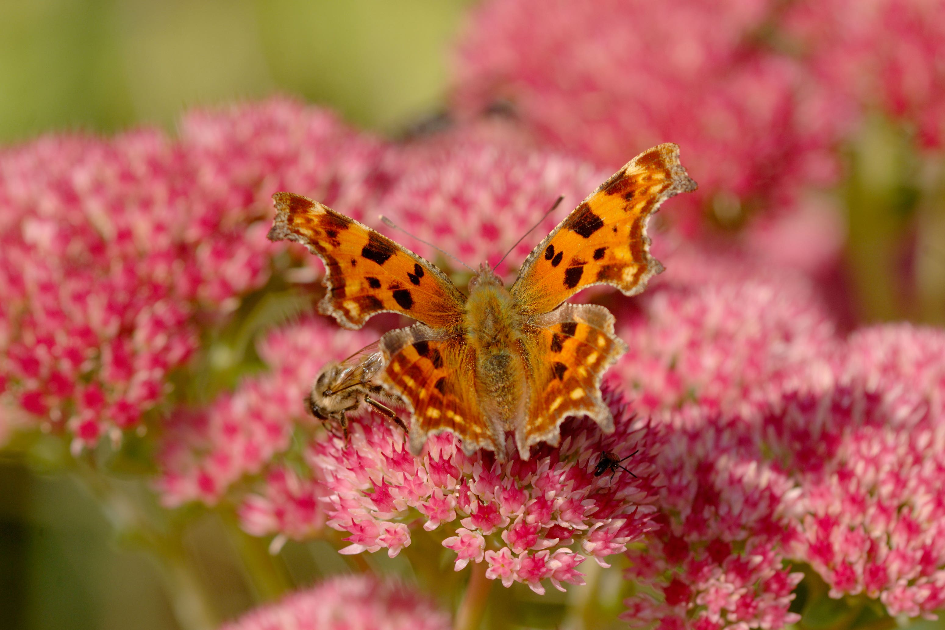 What plants grow in tough areas? (Alamy/PA)