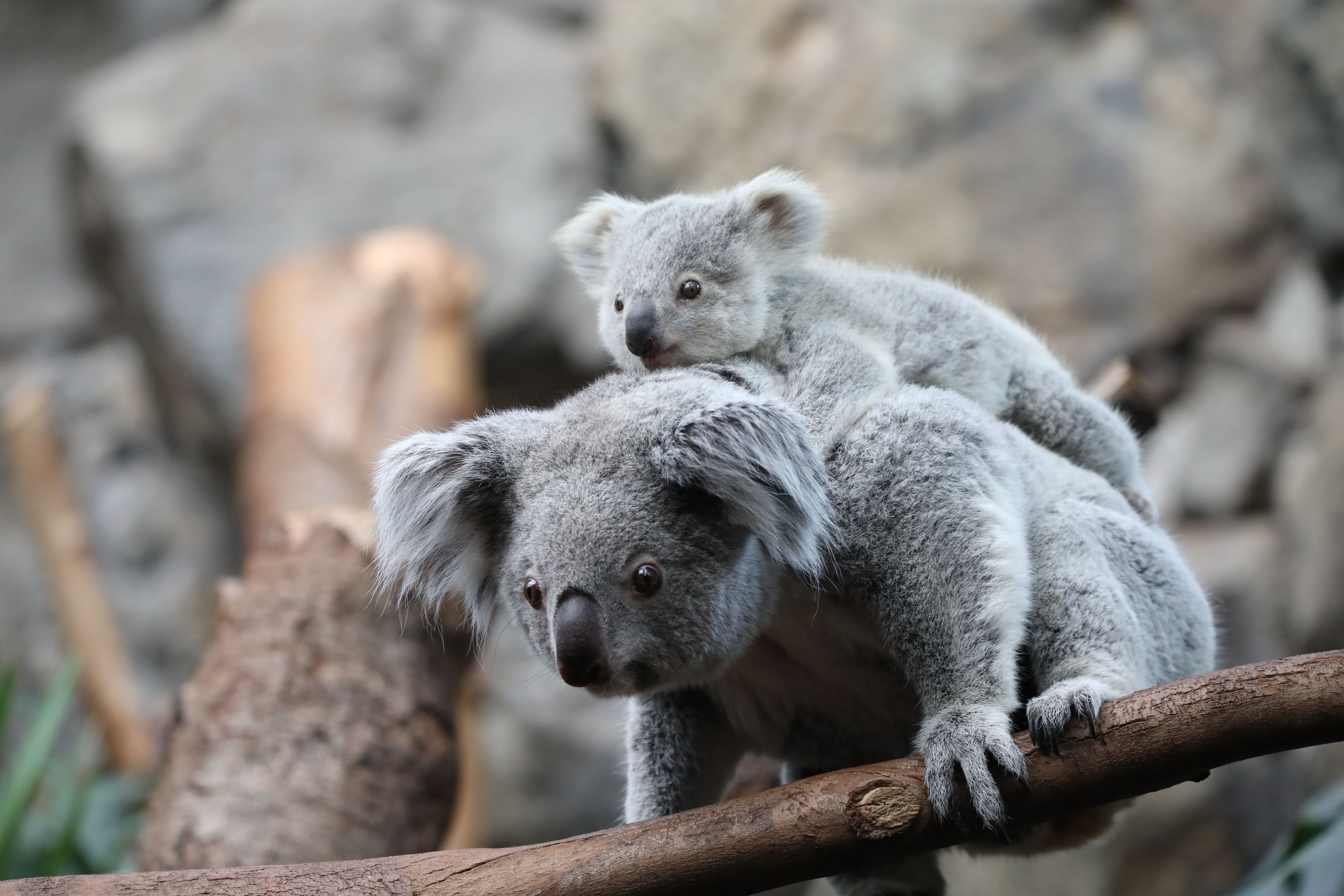 Inala and the joey (The Royal Zoological Society of Scotland/PA)