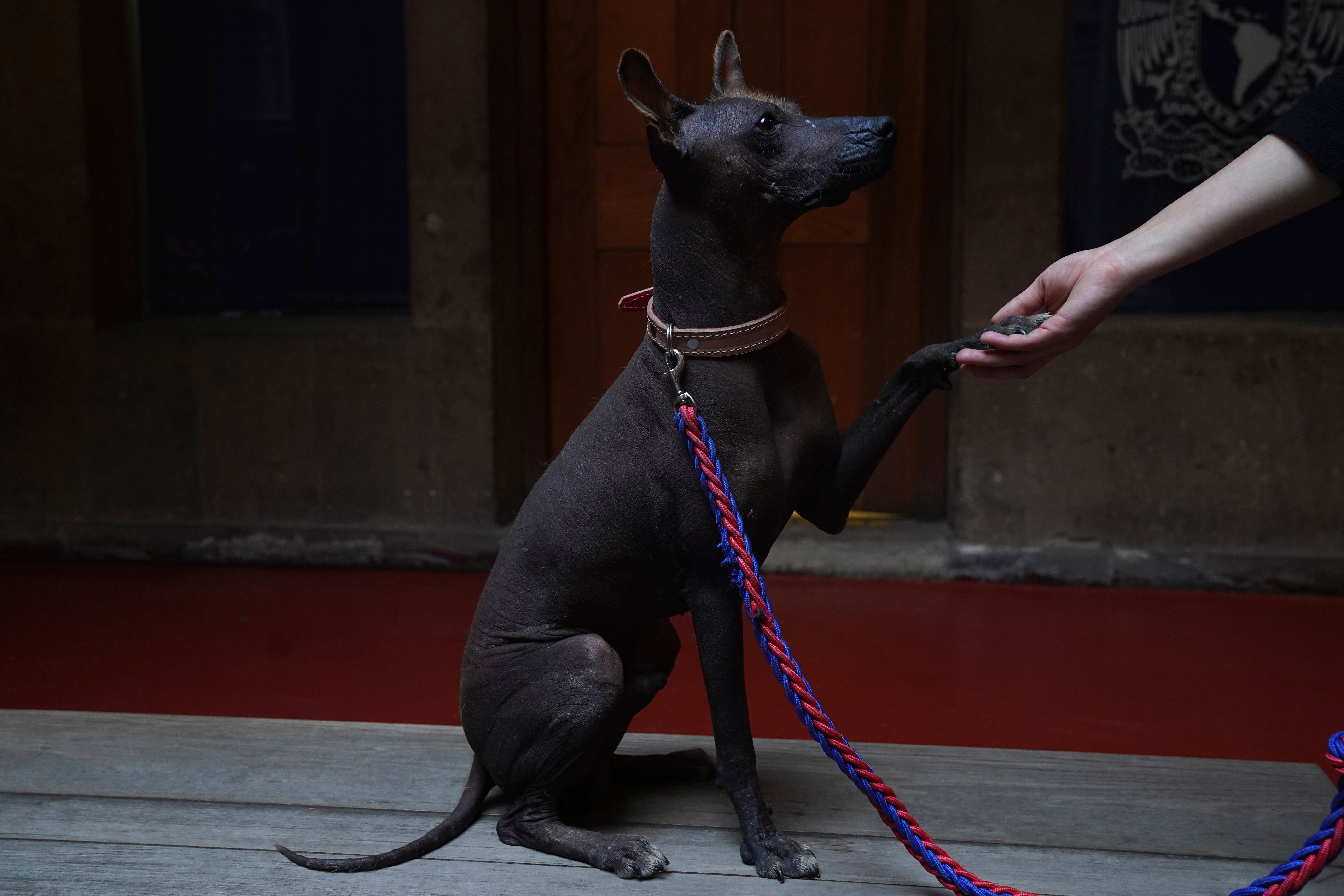 Mexico Xoloitzcuintle
