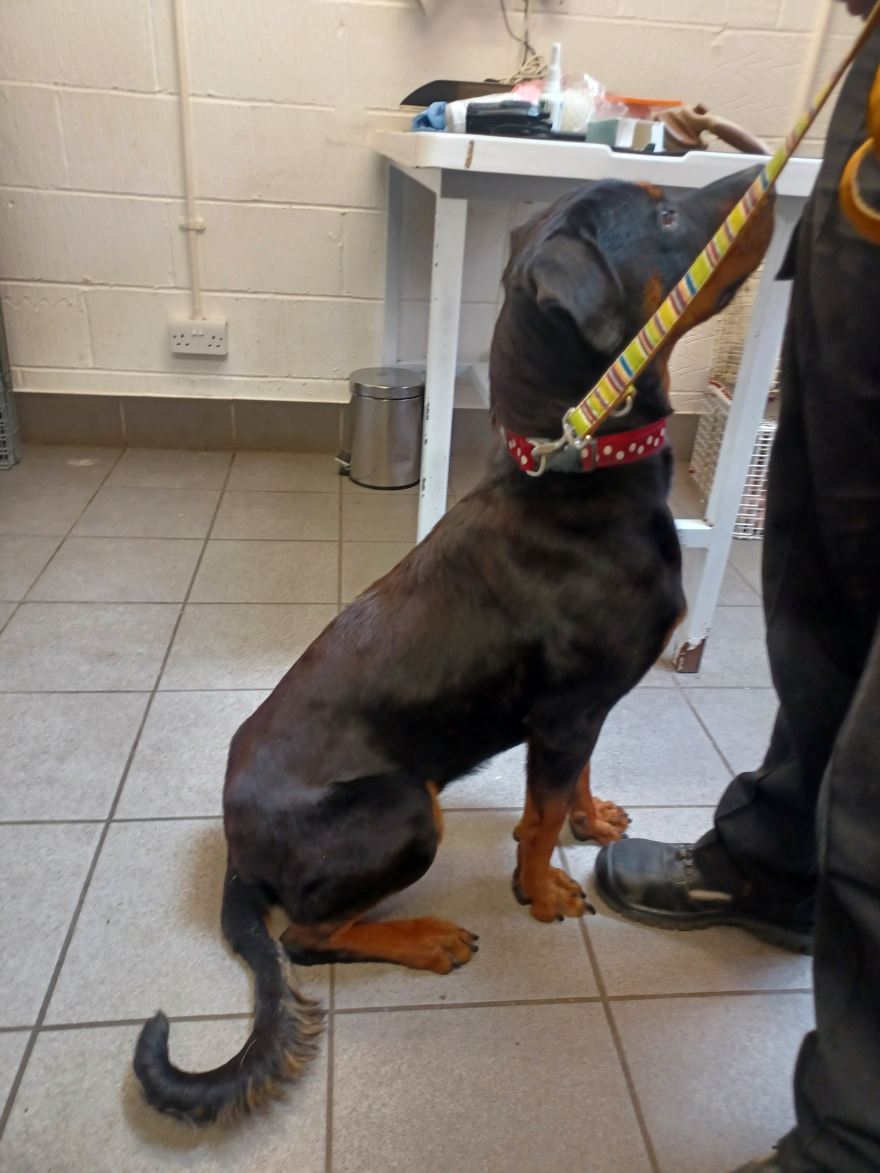 The couple were given a lifetime ban on owning animals after starving their Rottweilers which had injuries from fighting