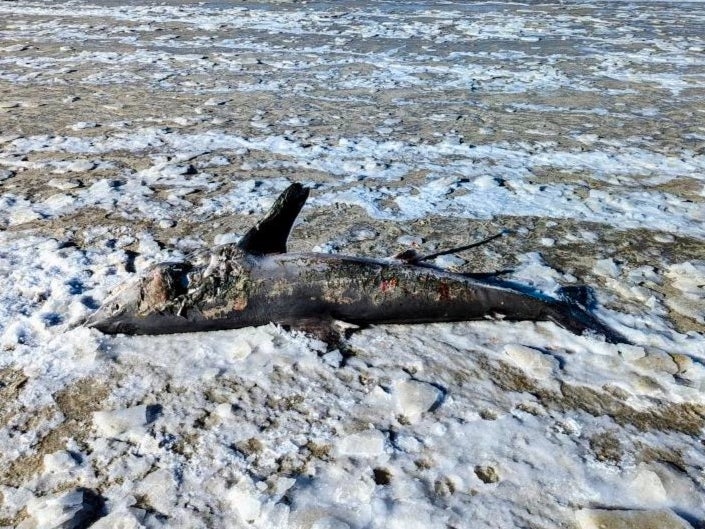 A frozen shark washed up on a beach in Massachusetts on 4 February