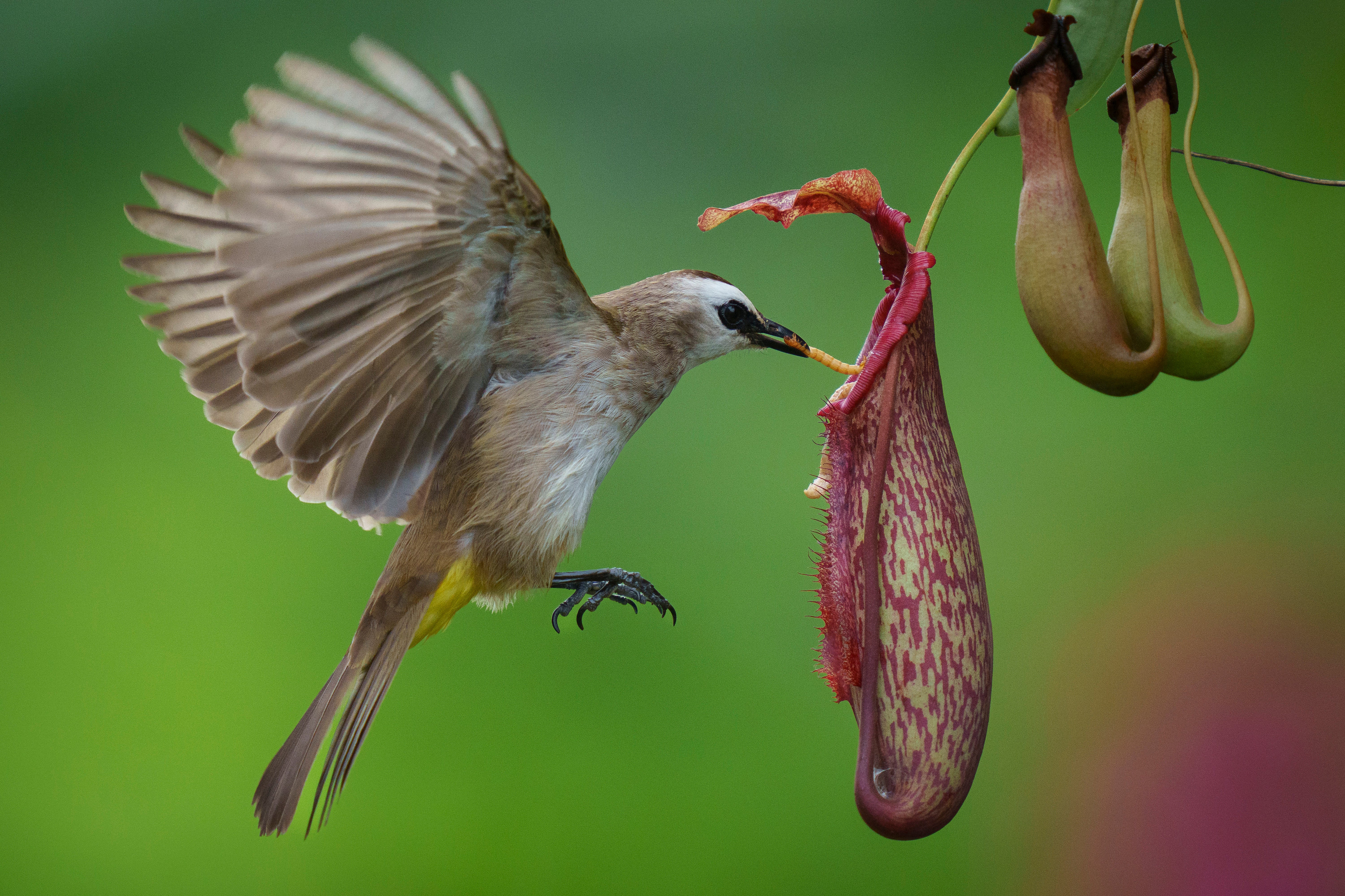 A yellow-vented Bulbul eating worm from Nepenthes on the outskirt of Melaka town, Malaysia