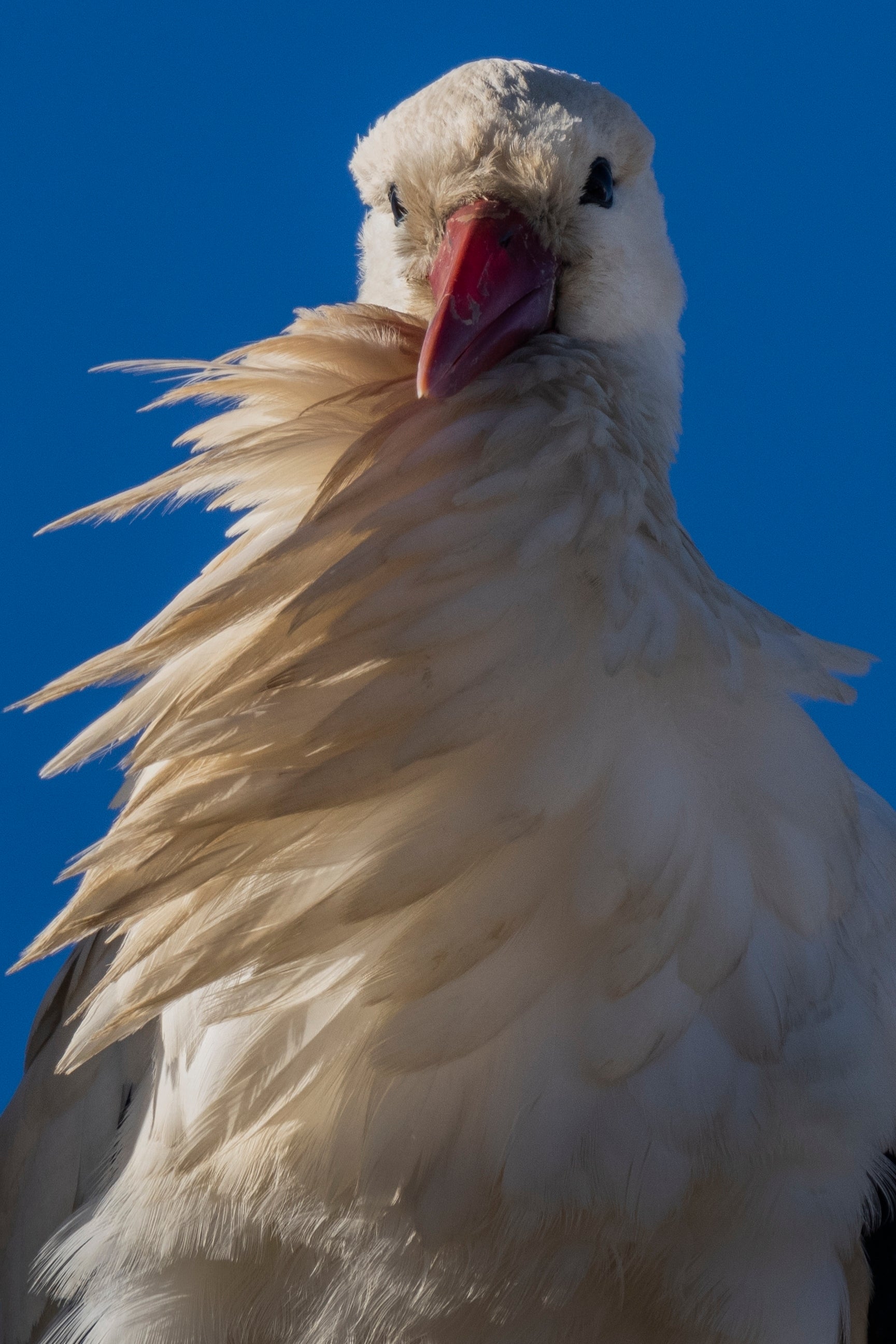 APTOPIX Climate Spain Storks