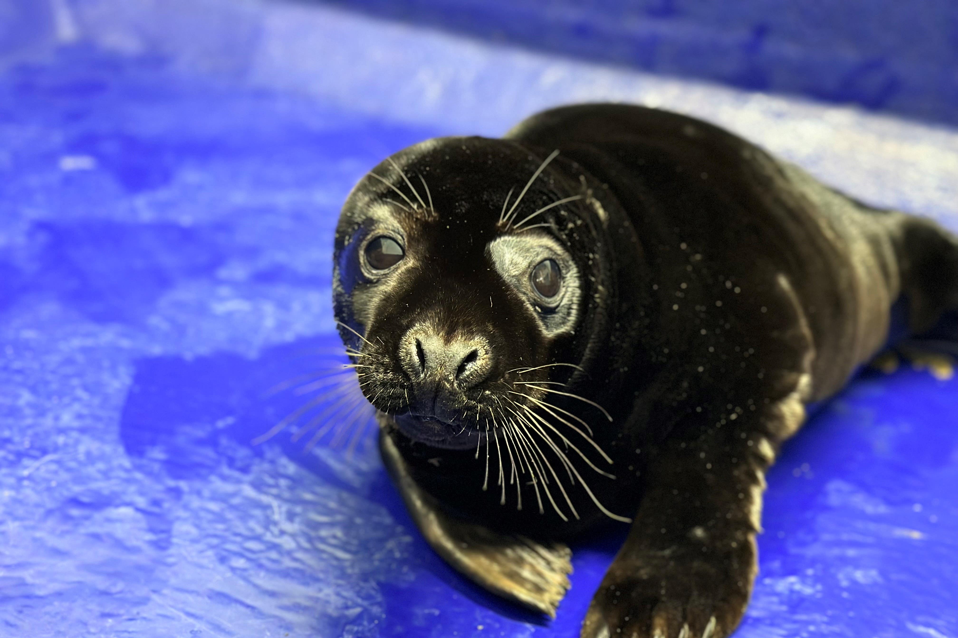 Liquorice is estimated to be around 10 weeks old (Cornish Seal Sanctuary/PA)