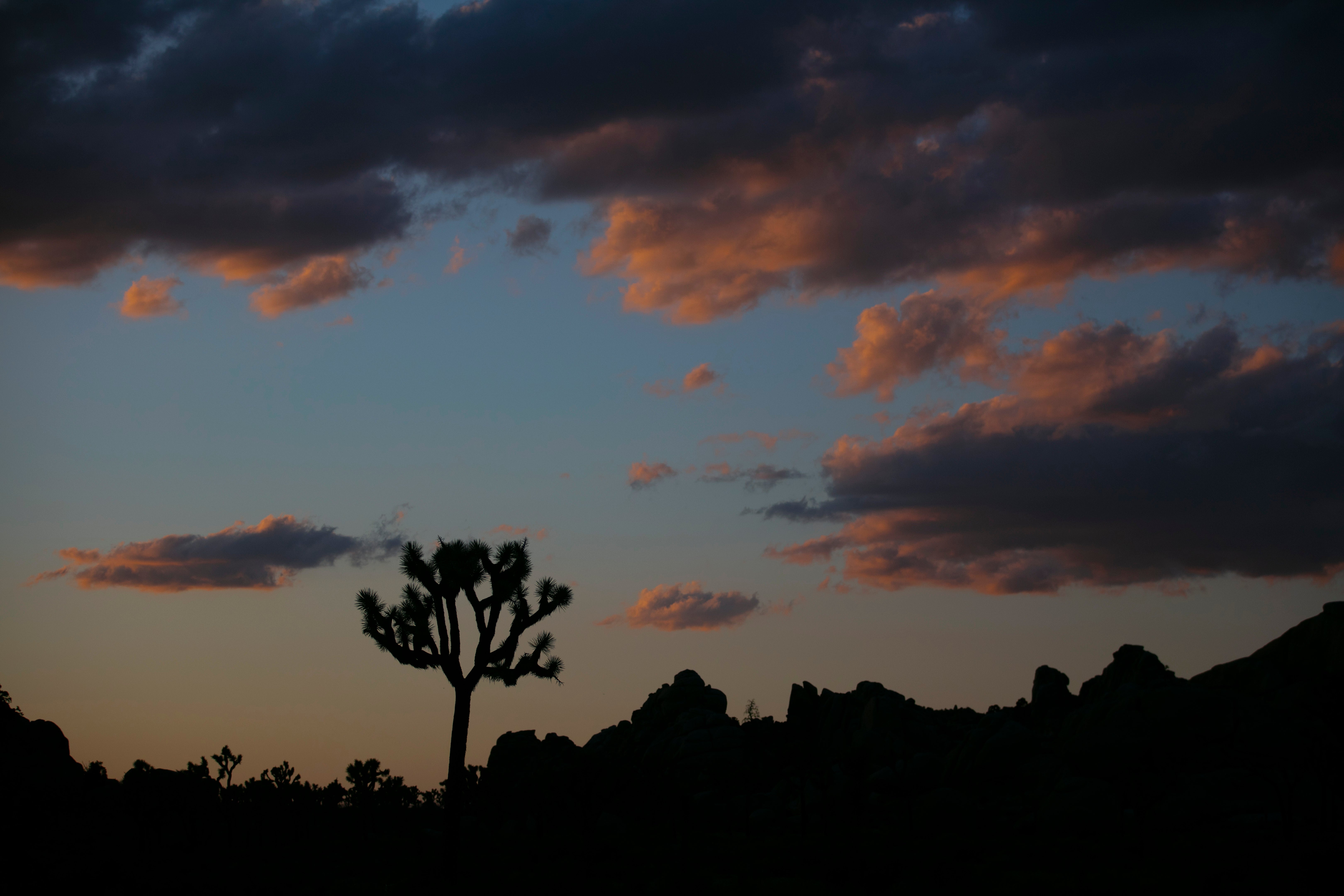 Joshua Trees California