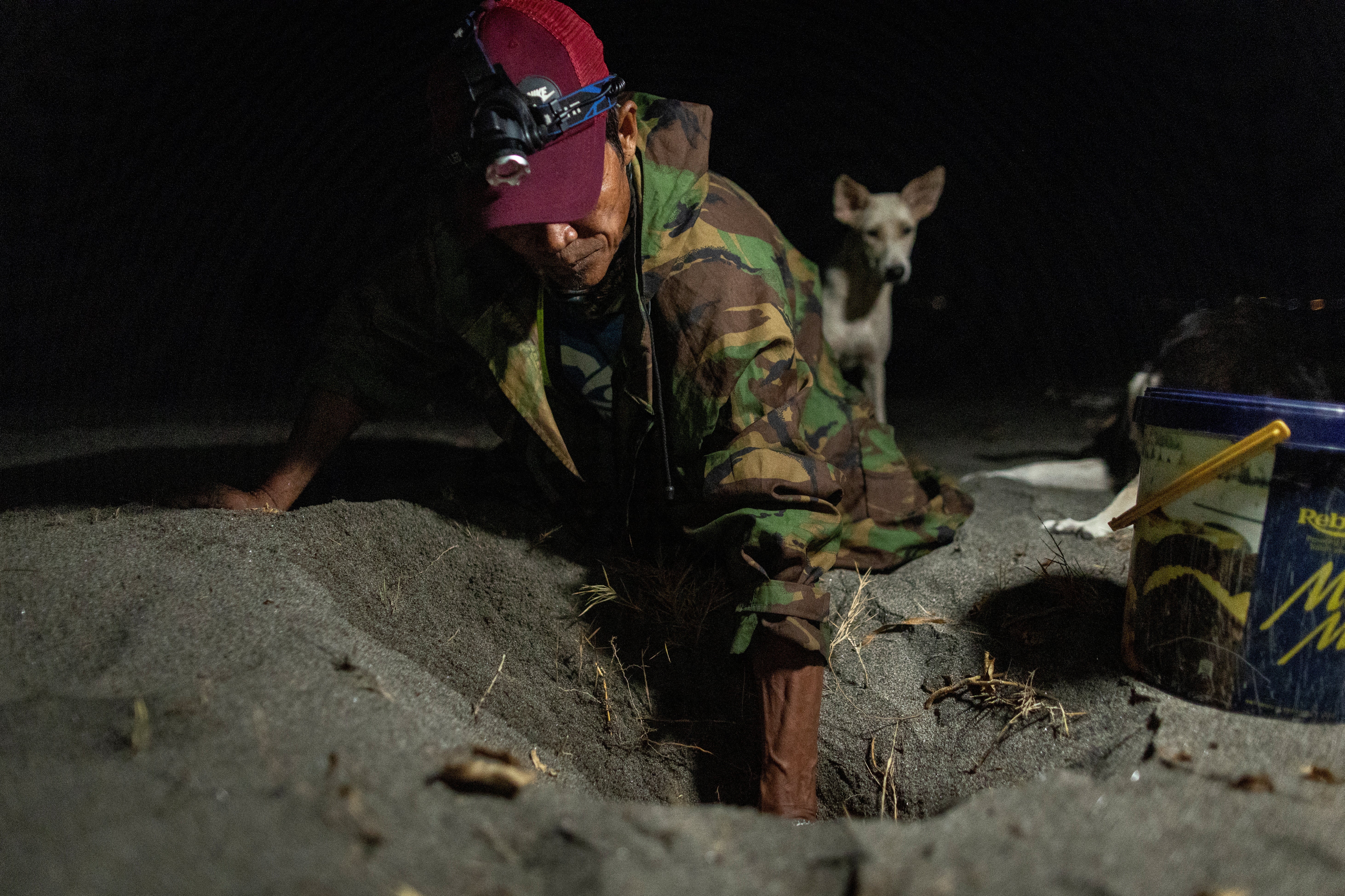 Manlugay digs up a nest with eggs