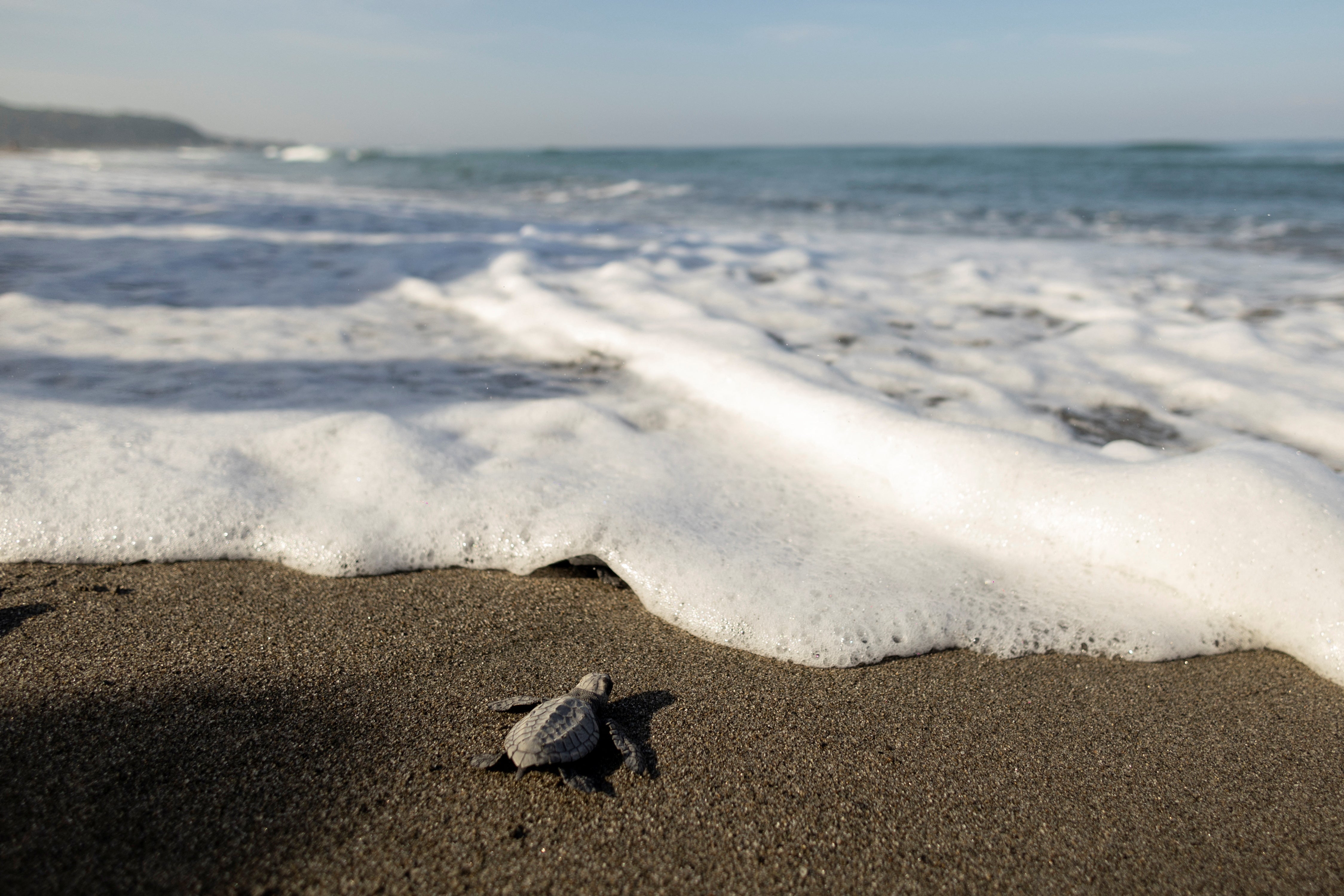 An olive ridley sea turtle on its way to the sea in San Juan