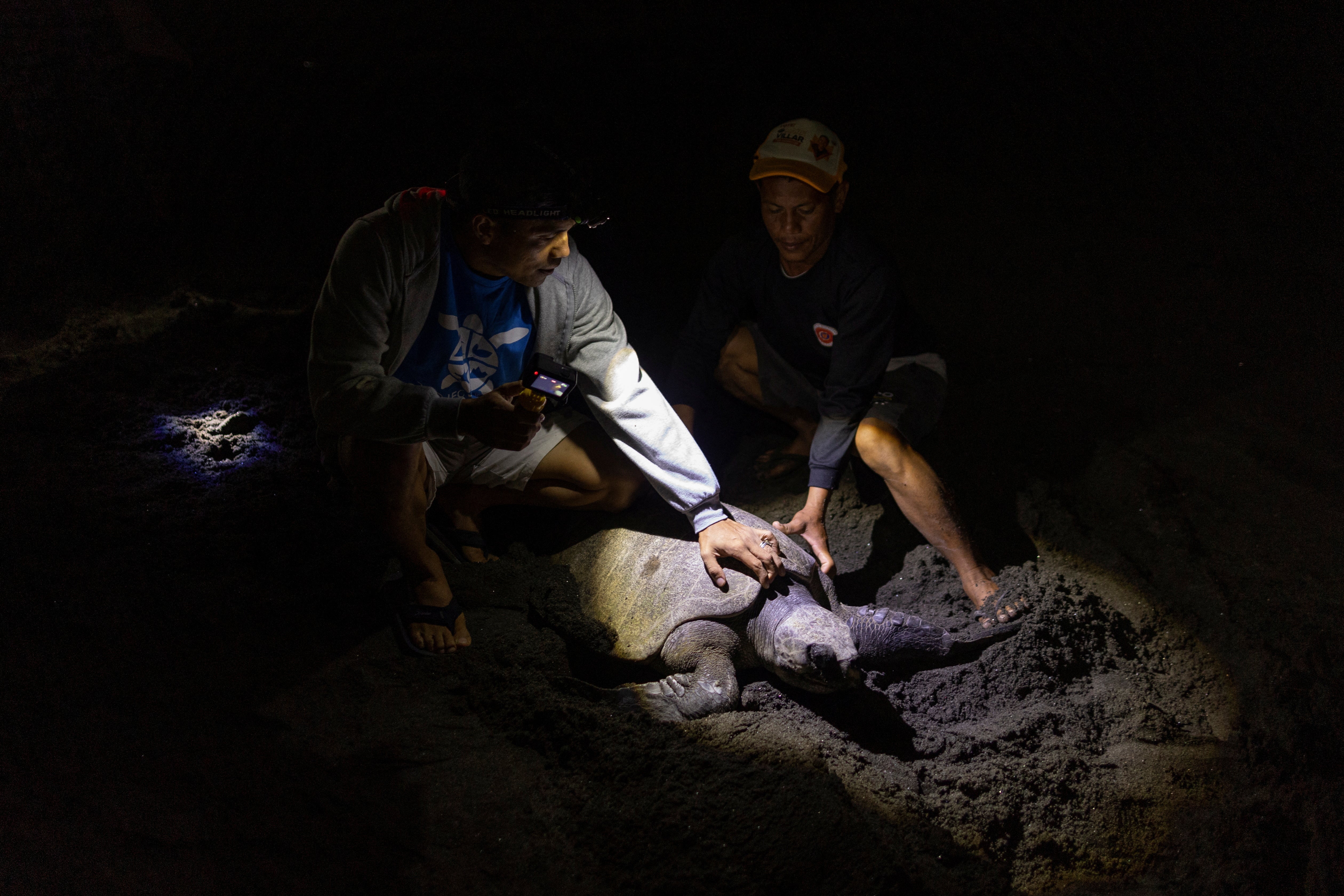 A mother turtle is held before she goes back to the sea