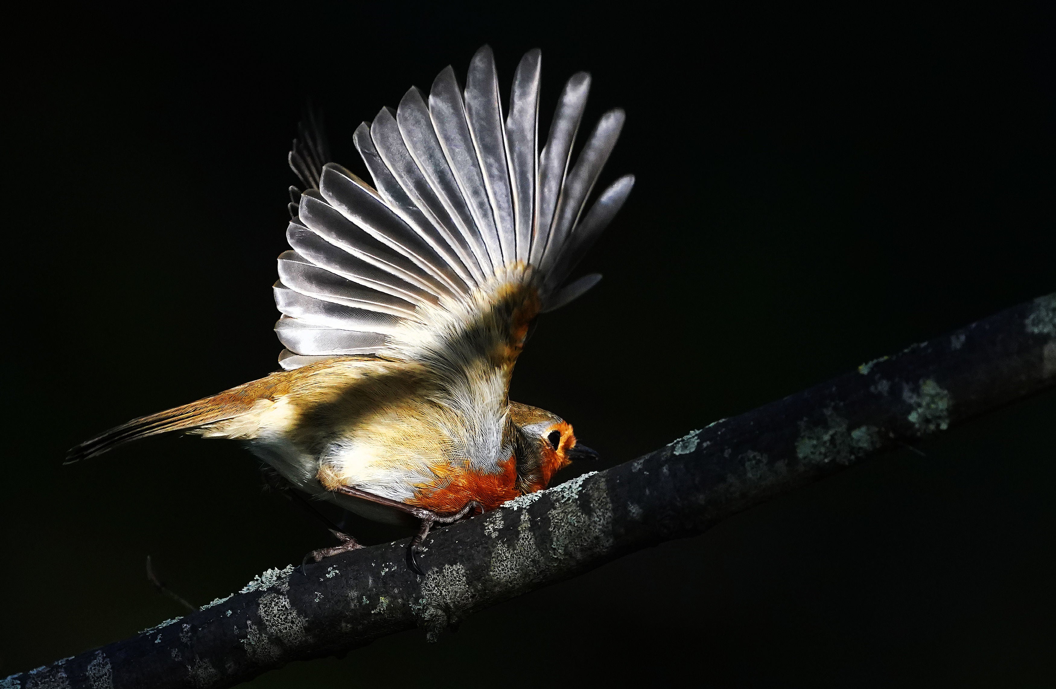 A robin redbreast takes flight in Dublin’s botanic gardens