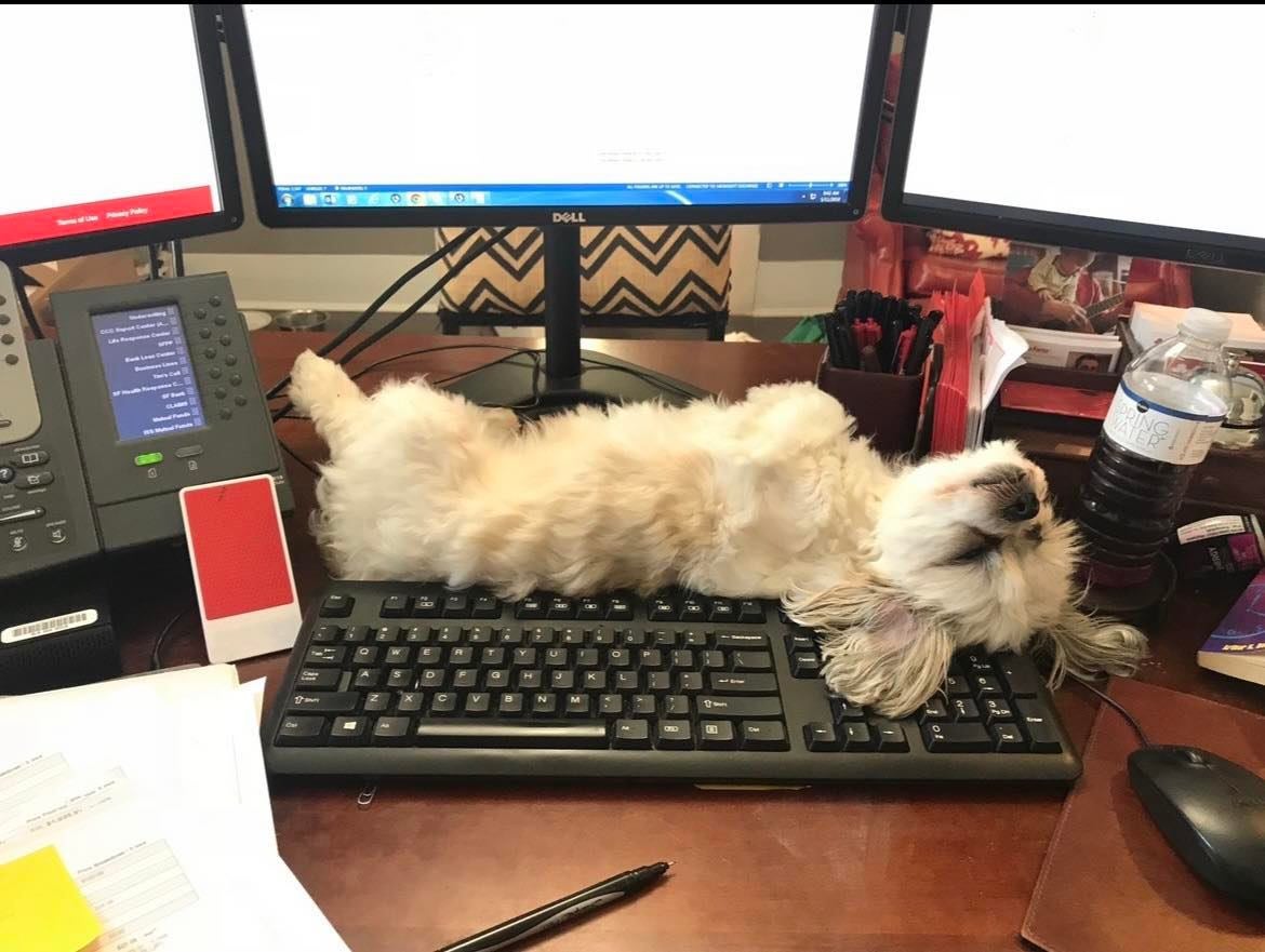 Tim Shrum’s maltese shih tzu Tryp hard at work