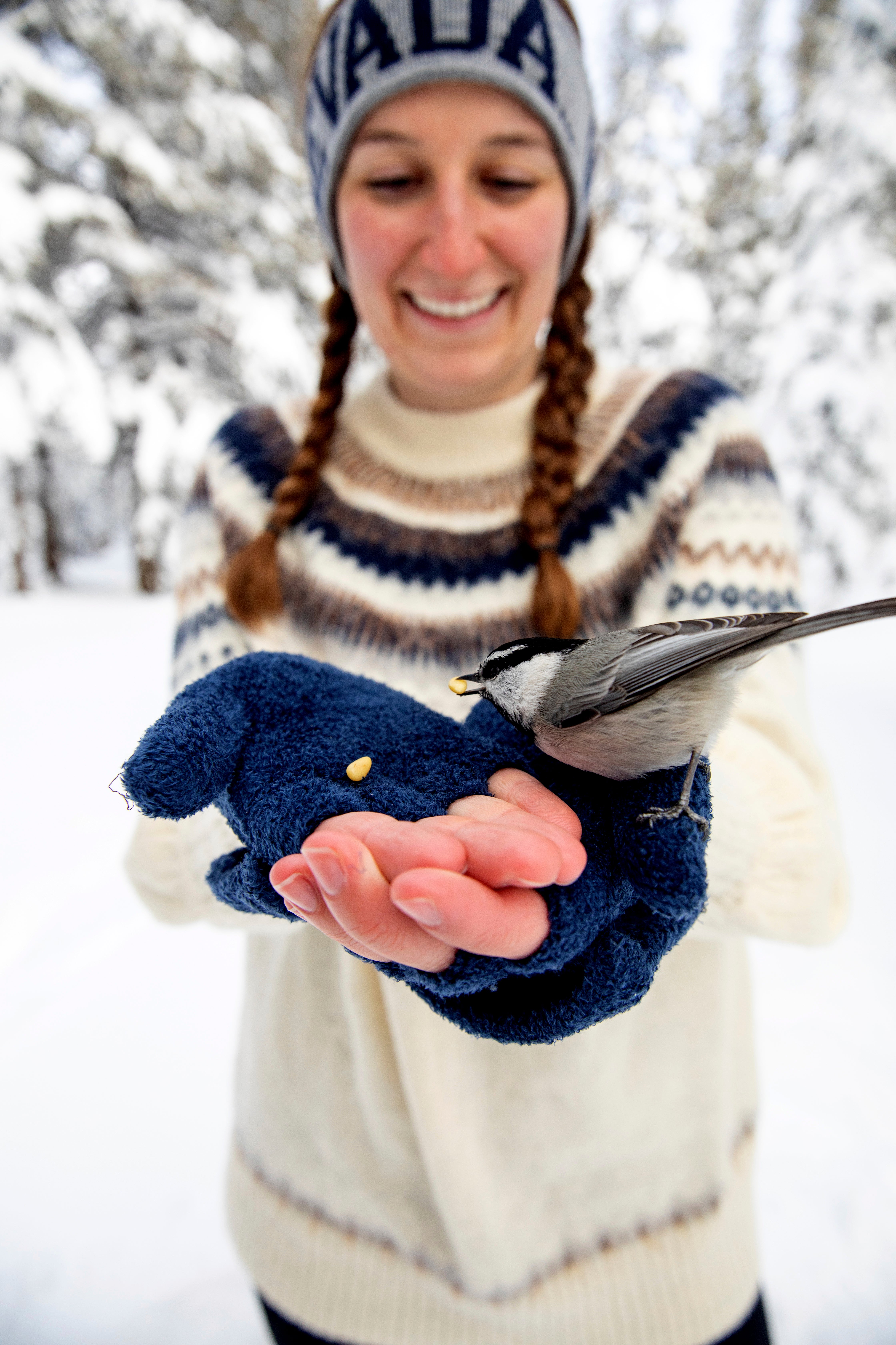 Feeding Wildlife Birds and Bears