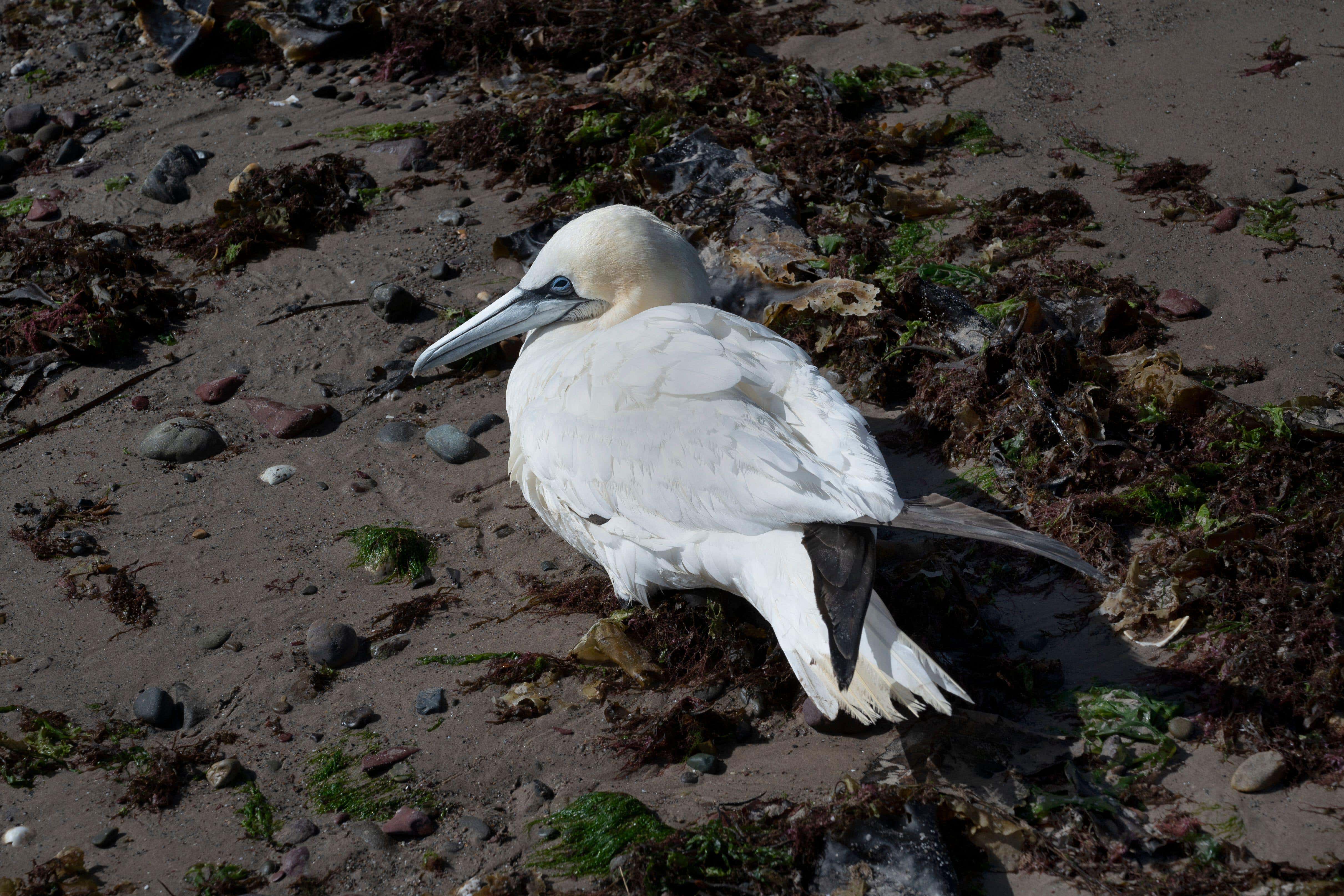 It is infecting wild bird populations across the globe (Alamy/PA)