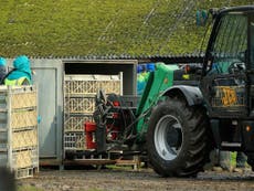 Bird flu pandemic warning as taxpayers shell out £42m to compensate farmers