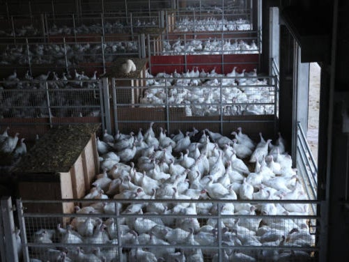 Free-range turkeys had to be taken indoors to try to stop the virus infecting wild birds