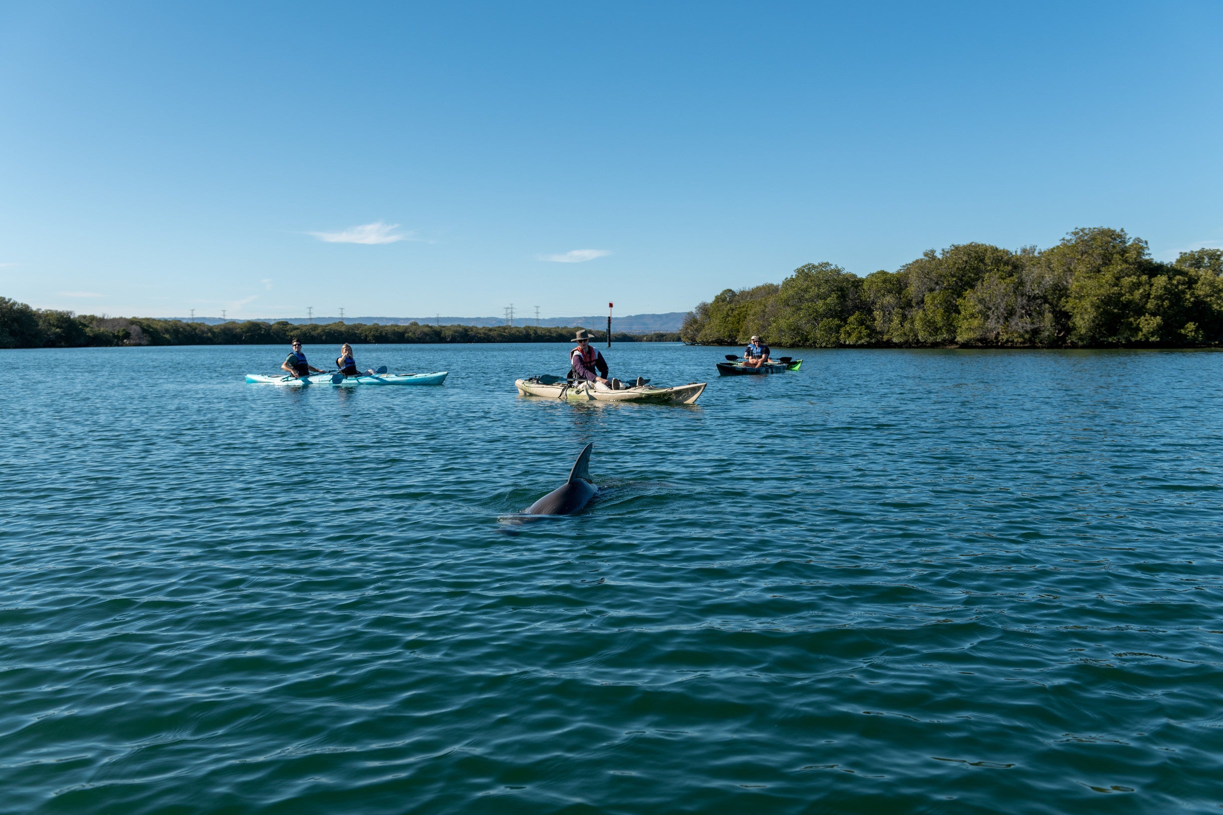 You can see dolphins off the coast of Adelaide