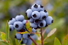 Could wild blueberries help burn fat during exercise?