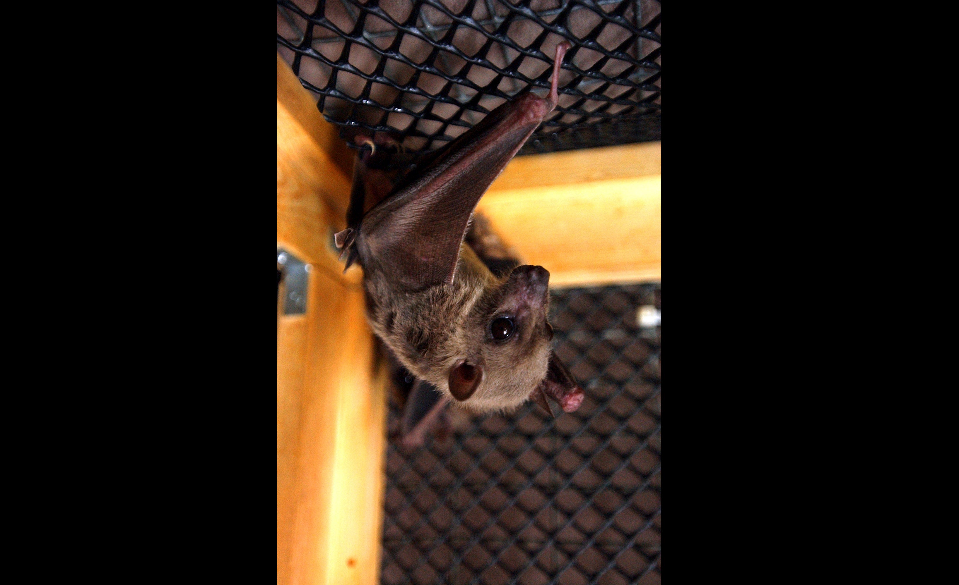 An Egyptian fruit bat hangs upside down in its cage: The Marburg virus originates in fruit bats and spreads between people